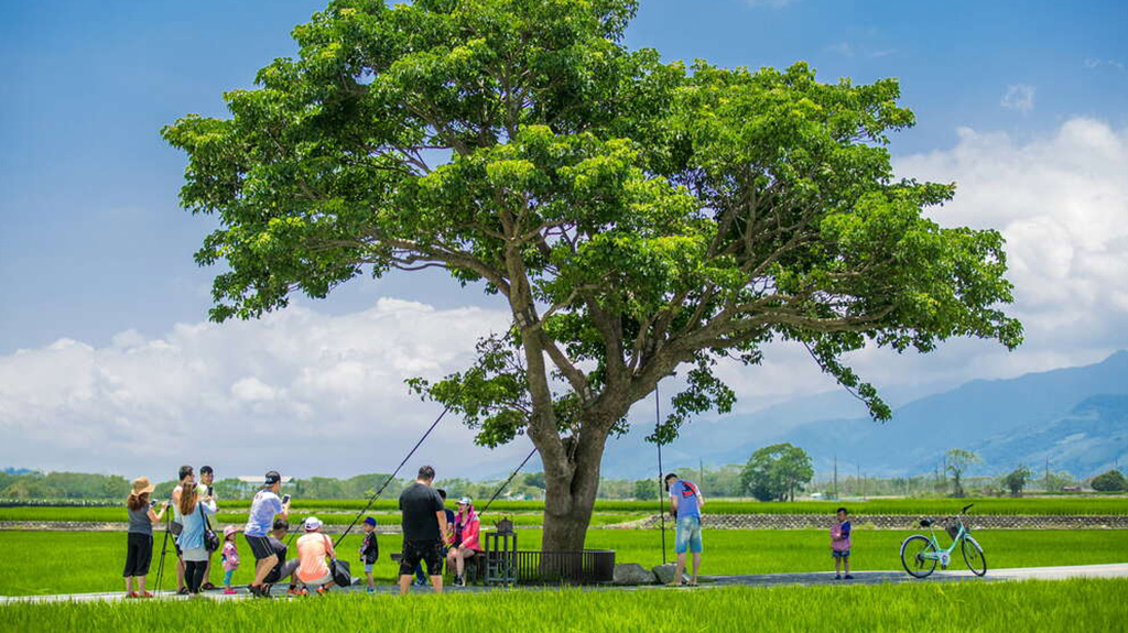 位於池上伯朗大道中的奉茶樹